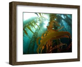 Chanthe View Underwater Off Anacapa Island of a Kelp Forest.-Ian Shive-Framed Photographic Print