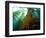 Chanthe View Underwater Off Anacapa Island of a Kelp Forest.-Ian Shive-Framed Photographic Print