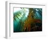 Chanthe View Underwater Off Anacapa Island of a Kelp Forest.-Ian Shive-Framed Photographic Print