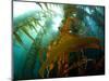 Chanthe View Underwater Off Anacapa Island of a Kelp Forest.-Ian Shive-Mounted Photographic Print