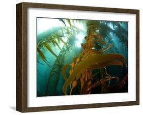 Chanthe View Underwater Off Anacapa Island of a Kelp Forest.-Ian Shive-Framed Photographic Print