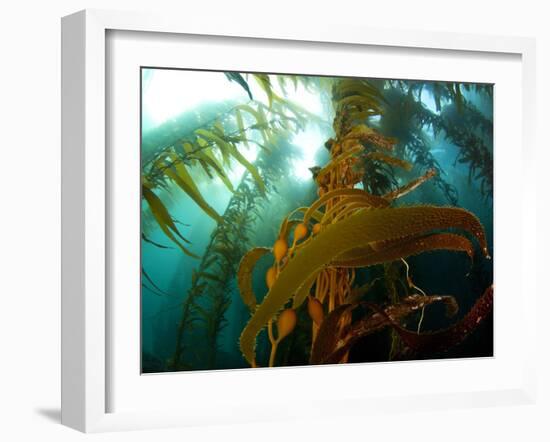 Chanthe View Underwater Off Anacapa Island of a Kelp Forest.-Ian Shive-Framed Photographic Print