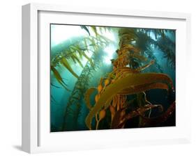 Chanthe View Underwater Off Anacapa Island of a Kelp Forest.-Ian Shive-Framed Photographic Print