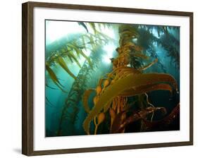 Chanthe View Underwater Off Anacapa Island of a Kelp Forest.-Ian Shive-Framed Photographic Print