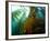 Chanthe View Underwater Off Anacapa Island of a Kelp Forest.-Ian Shive-Framed Photographic Print