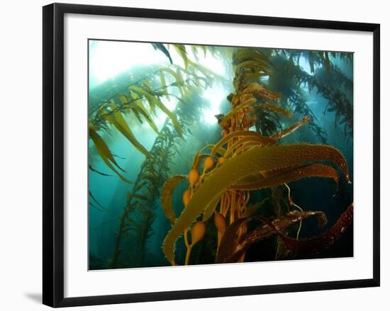 Chanthe View Underwater Off Anacapa Island of a Kelp Forest.-Ian Shive-Framed Photographic Print