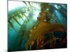 Chanthe View Underwater Off Anacapa Island of a Kelp Forest.-Ian Shive-Mounted Photographic Print