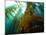Chanthe View Underwater Off Anacapa Island of a Kelp Forest.-Ian Shive-Mounted Photographic Print