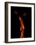 Chaos Theory and Lorenz Butterflies-Katherine Sanderson-Framed Photographic Print