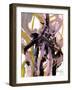 Chaotic Spring-Smith Haynes-Framed Art Print