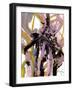 Chaotic Spring-Smith Haynes-Framed Art Print