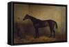 Chaplet, a Bay Race Mare in a Loosebox, C.1877 (Oil on Canvas)-Harry Hall-Framed Stretched Canvas