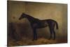 Chaplet, a Bay Race Mare in a Loosebox, C.1877 (Oil on Canvas)-Harry Hall-Stretched Canvas