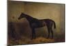 Chaplet, a Bay Race Mare in a Loosebox, C.1877 (Oil on Canvas)-Harry Hall-Mounted Giclee Print
