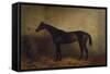 Chaplet, a Bay Race Mare in a Loosebox, C.1877 (Oil on Canvas)-Harry Hall-Framed Stretched Canvas