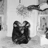 Chimpanzees of Bertram Mills Circus, 1955-Chapman-Photographic Print