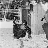 Chimpanzees of Bertram Mills Circus, 1955-Chapman-Framed Stretched Canvas