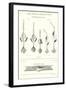 Chapman's Spoon Lures-null-Framed Art Print