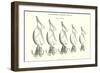 Chapman's Spoon Lures-null-Framed Art Print