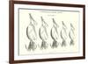 Chapman's Spoon Lures-null-Framed Art Print