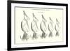 Chapman's Spoon Lures-null-Framed Art Print