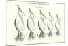 Chapman's Spoon Lures-null-Mounted Art Print