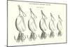 Chapman's Spoon Lures-null-Mounted Art Print
