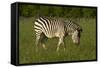 Chapman's zebra, Hwange National Park, Zimbabwe, Africa-David Wall-Framed Stretched Canvas