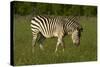 Chapman's zebra, Hwange National Park, Zimbabwe, Africa-David Wall-Stretched Canvas