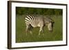 Chapman's zebra, Hwange National Park, Zimbabwe, Africa-David Wall-Framed Photographic Print
