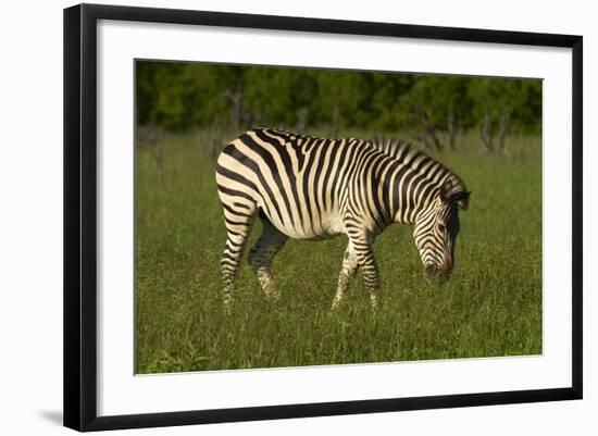 Chapman's zebra, Hwange National Park, Zimbabwe, Africa-David Wall-Framed Photographic Print