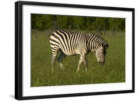 Chapman's zebra, Hwange National Park, Zimbabwe, Africa-David Wall-Framed Photographic Print