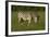 Chapman's zebra, Hwange National Park, Zimbabwe, Africa-David Wall-Framed Photographic Print