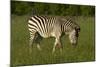 Chapman's zebra, Hwange National Park, Zimbabwe, Africa-David Wall-Mounted Photographic Print