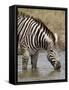 Chapman's Zebra (Plains Zebra) (Equus Burchelli Antiquorum) Drinking, Kruger National Park, South A-James Hager-Framed Stretched Canvas