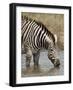 Chapman's Zebra (Plains Zebra) (Equus Burchelli Antiquorum) Drinking, Kruger National Park, South A-James Hager-Framed Photographic Print