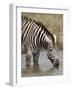 Chapman's Zebra (Plains Zebra) (Equus Burchelli Antiquorum) Drinking, Kruger National Park, South A-James Hager-Framed Photographic Print