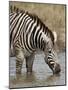 Chapman's Zebra (Plains Zebra) (Equus Burchelli Antiquorum) Drinking, Kruger National Park, South A-James Hager-Mounted Photographic Print