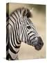 Chapman's Zebra (Plains Zebra) (Equus Burchelli Antiquorum), Kruger National Park, South Africa, Af-James Hager-Stretched Canvas