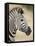 Chapman's Zebra (Plains Zebra) (Equus Burchelli Antiquorum), Kruger National Park, South Africa, Af-James Hager-Framed Stretched Canvas