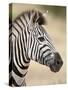Chapman's Zebra (Plains Zebra) (Equus Burchelli Antiquorum), Kruger National Park, South Africa, Af-James Hager-Stretched Canvas
