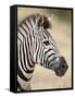 Chapman's Zebra (Plains Zebra) (Equus Burchelli Antiquorum), Kruger National Park, South Africa, Af-James Hager-Framed Stretched Canvas