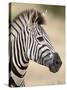 Chapman's Zebra (Plains Zebra) (Equus Burchelli Antiquorum), Kruger National Park, South Africa, Af-James Hager-Stretched Canvas