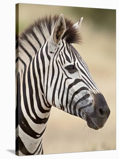 Chapman's Zebra (Plains Zebra) (Equus Burchelli Antiquorum), Kruger National Park, South Africa, Af-James Hager-Stretched Canvas