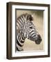 Chapman's Zebra (Plains Zebra) (Equus Burchelli Antiquorum), Kruger National Park, South Africa, Af-James Hager-Framed Photographic Print