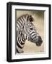 Chapman's Zebra (Plains Zebra) (Equus Burchelli Antiquorum), Kruger National Park, South Africa, Af-James Hager-Framed Photographic Print