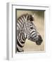 Chapman's Zebra (Plains Zebra) (Equus Burchelli Antiquorum), Kruger National Park, South Africa, Af-James Hager-Framed Photographic Print