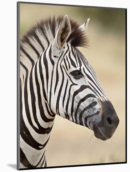 Chapman's Zebra (Plains Zebra) (Equus Burchelli Antiquorum), Kruger National Park, South Africa, Af-James Hager-Mounted Photographic Print