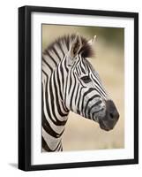 Chapman's Zebra (Plains Zebra) (Equus Burchelli Antiquorum), Kruger National Park, South Africa, Af-James Hager-Framed Photographic Print