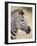 Chapman's Zebra (Plains Zebra) (Equus Burchelli Antiquorum), Kruger National Park, South Africa, Af-James Hager-Framed Photographic Print